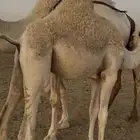 قعود كفو عمره 7 ونص