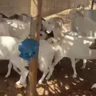 معزا بيض للبيع