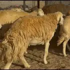 سلام عليكم ورحمة الله وبركاته