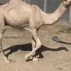 قعود للبيع