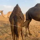 حاشي لباني