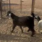 ذبايح تيوس شحم