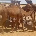 قعدان شحم فل الفل العدد 8