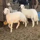 3 طليان كفوو