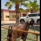 فحل قبرصي بيور خصم وشرط القريع