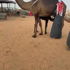 خلفه كفو قنايه وهداوه