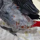 ببغاء كاسكو عمر 4 اشهر طفره