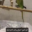 ببغاء للبيع