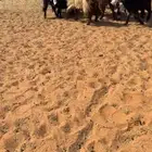 معزا للبيع