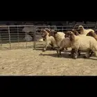 جذعات نعيم مقاني