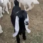 تيس للبيع الموقع الزلفي