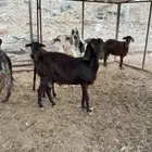 معزا مضاريع للبيع