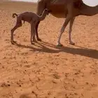 خلفه كفو تحتها بكره