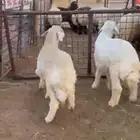 حريات للبيع