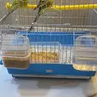 عصافير للبيع