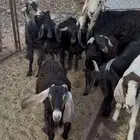 تيوس بريات للبيع