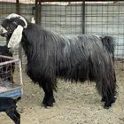 تيس فحل عارضي للبيع