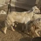 للبيع فحل حري صنف مشروط شرط كفوو