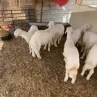 للبيع طليان حريات