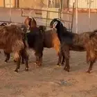 معزا اشباب بالمجمعة