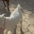 تيوس جبره مغلقه فل وهرافى مشاريك