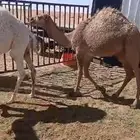 حشو بلدي للبيع