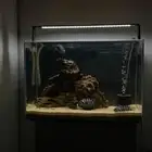 حوض سمك مع سمكه فلاور هورن