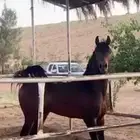 للبيع حصان واهو