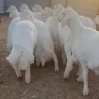 اضاحي العيد يوجد حجز و توصيل واستلام