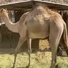 بكره فل شحم