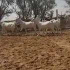معزا مشاريك بمصري مواليد خصم