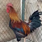 ديك بلدي تراث