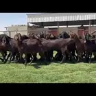 جذعات قبرصيات ومصريات جم لون ملكي
