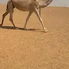 لقحات العدد 3 علا جميع الشروط