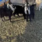 جفرات.