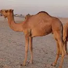قعود للبيع