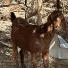 عنز رباع سمين حايل