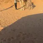 خلفه كفووو وبنتها كفوو نادره