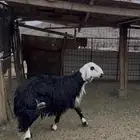 خروف نجدي جبر فاخر