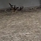 دجاج باكستاني 1ديك2اناثي