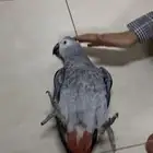 ببغاء هولندي جامبو عمر 3 سنوات متكلم واليف