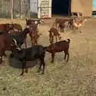 معزا تهاميه للبيع