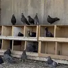 حمام قطيفي حمام قلابي