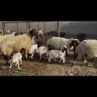 غنم نعيم مطافيل فاخره