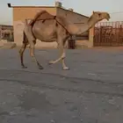 خلفه شقحاء