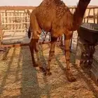 قعود