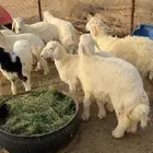 طليان طيبه تربيه مزرعه