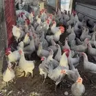 دجاج فيومي المنيوم