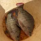 سمك بلطي