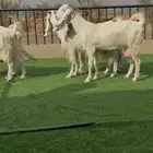 معزا مطورات بمصري حليب وافرر